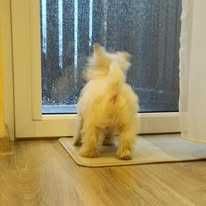 West Highland White Terrier piesek