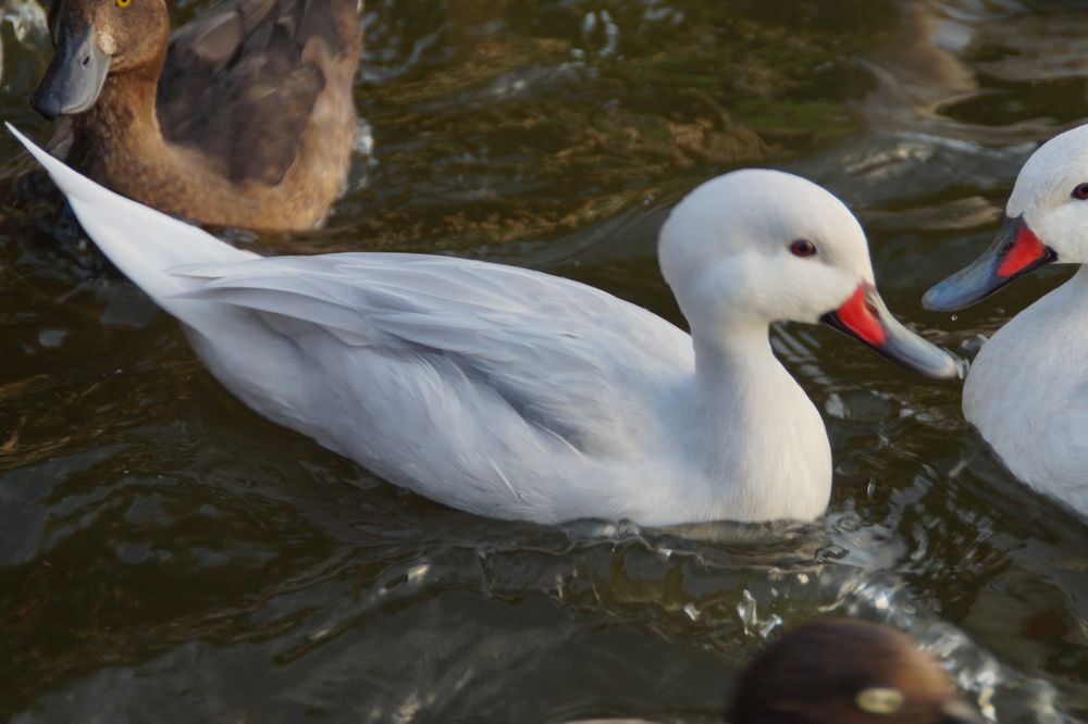 Kaczki ozdobne bahamki srebrne rożeniec