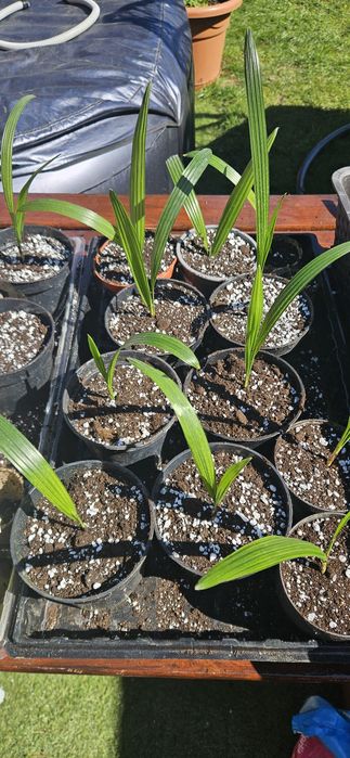 Sadzonki palmy Trachycarpus fortunei