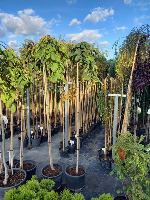 Katalpa Catalpa Nana 120-230cm.Tuja szmaragd