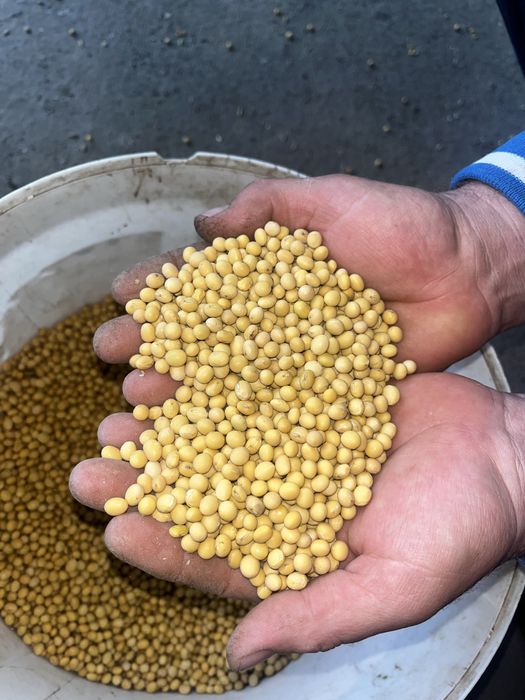 Продам ультраранню сою Ватсон