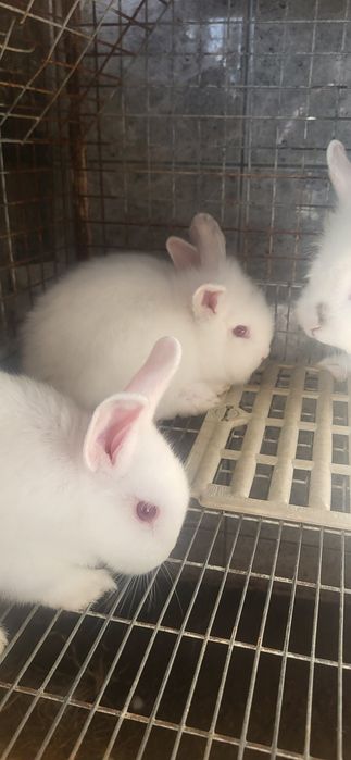 Coelhos Anões brancos