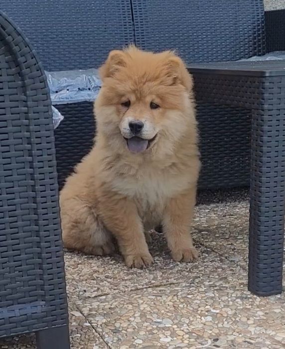 Chow chow laranja bebé