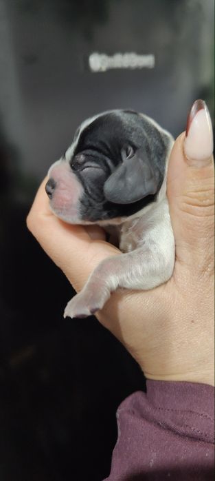Piesek Cocker spaniel Orange roan