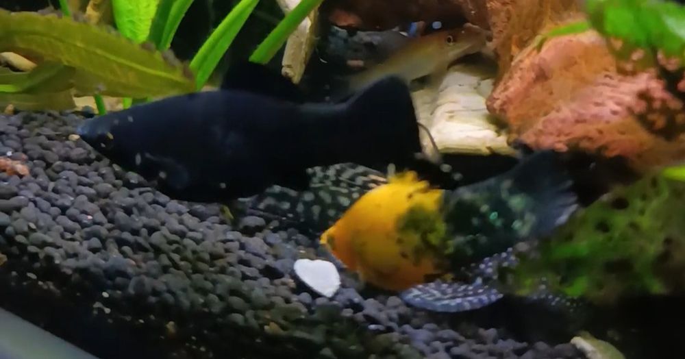 Casal Mollys adultos