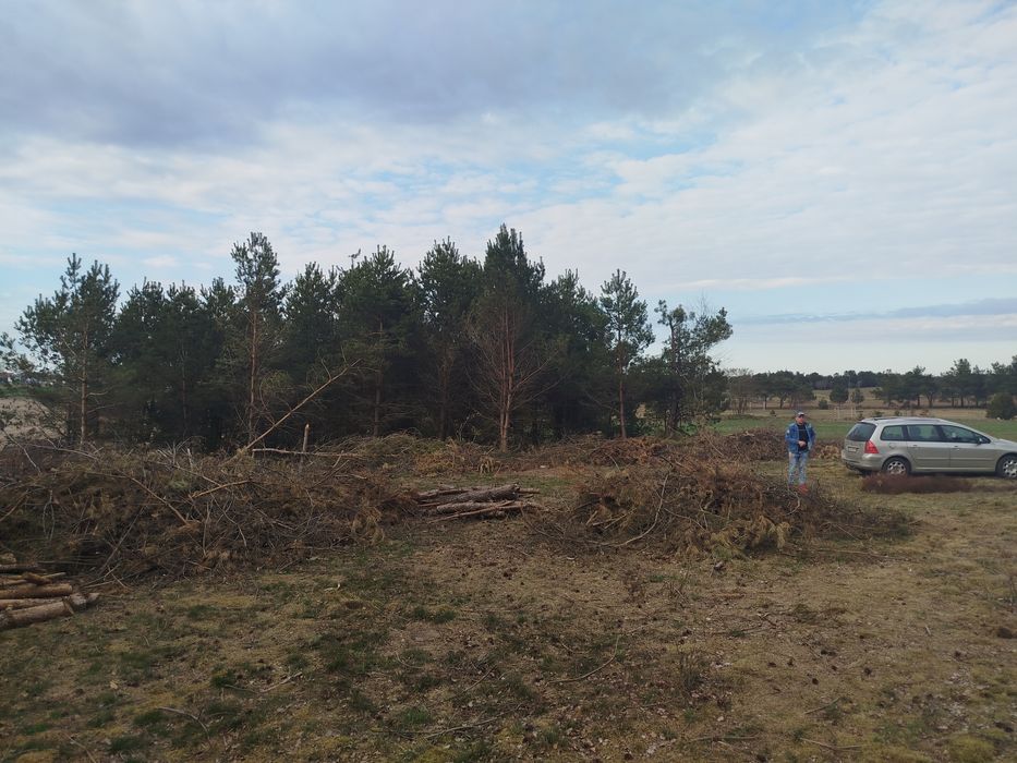 Gałęzie na zrębki