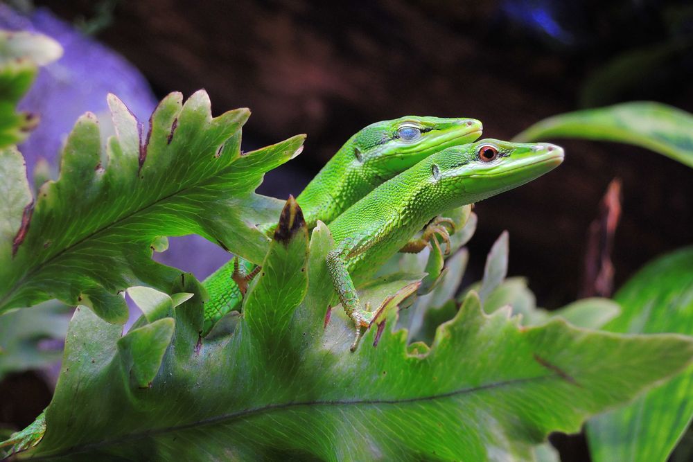 jaszczurka trawiasta, takydromus dorsalis, zielona, dzienna, nie gekon