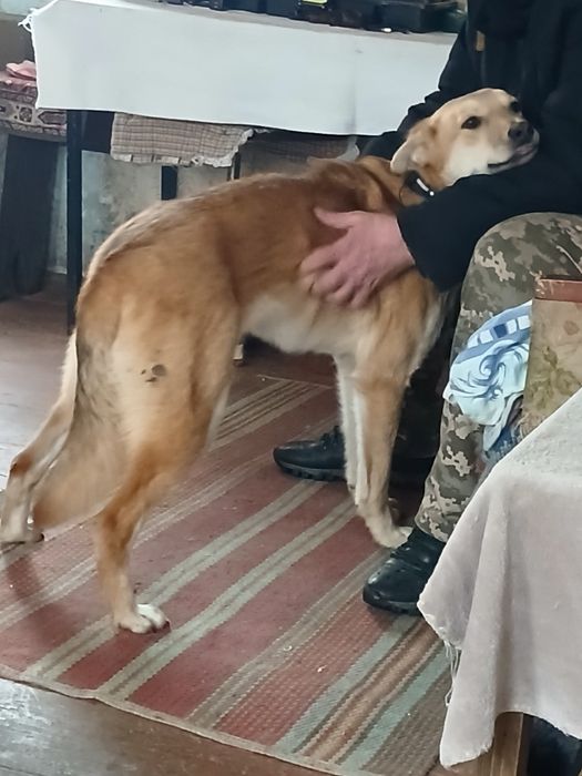 Собака безкоштовно
