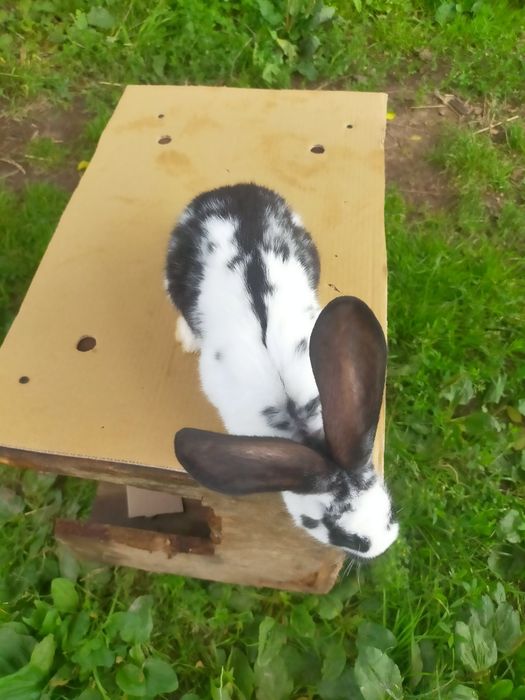 Кролі породи Німецький строкатий велетень . Шиншила .