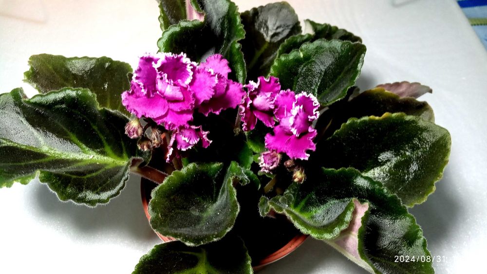 Фіалки (Королівське мереживо).Субстрат для орхідей