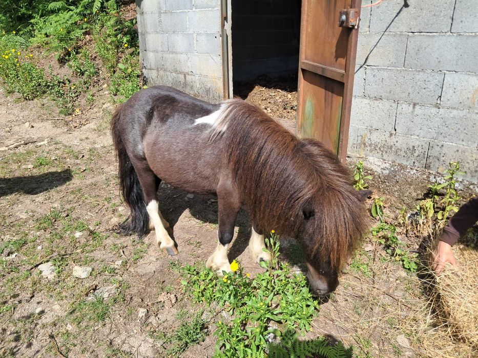 Pónei de pequeno porte