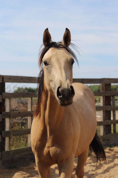 Izabelowaty/palomino ogier po Eternal Poco Blanco (AQH)