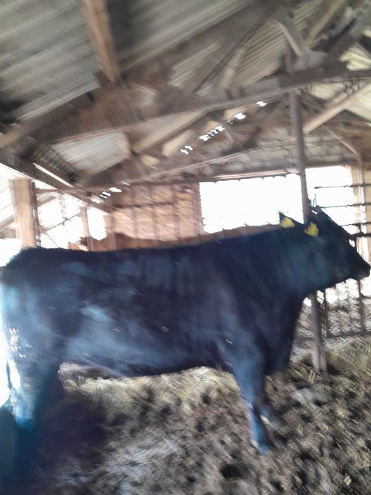 Giełda zwierząt - Rolnictwo