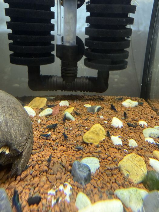 Camaroes neocaridina Blue Dream