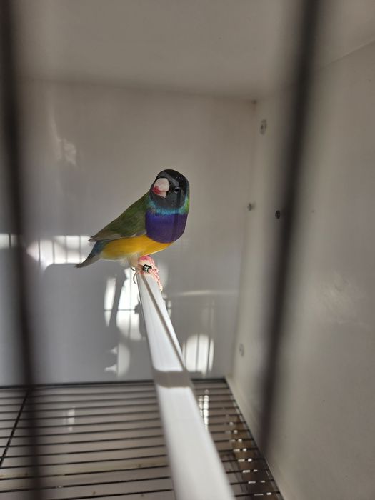 Diamantes de Gould de 2026 prontos a criar