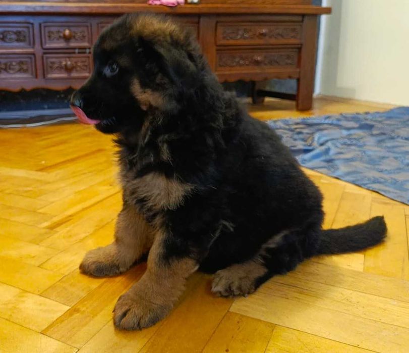 Owczarek niemiecki FCI długowłosy suczka