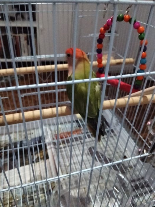 Roseicolli 2 meses e meio