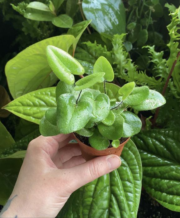 Папороть Hemionitis Arifolia