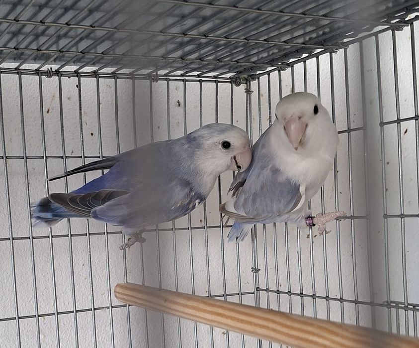 Casal de Agapornis