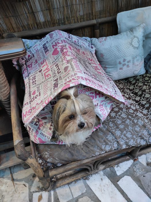 Arranhador Gato Multiplataforma com cama e abrigo + Extras