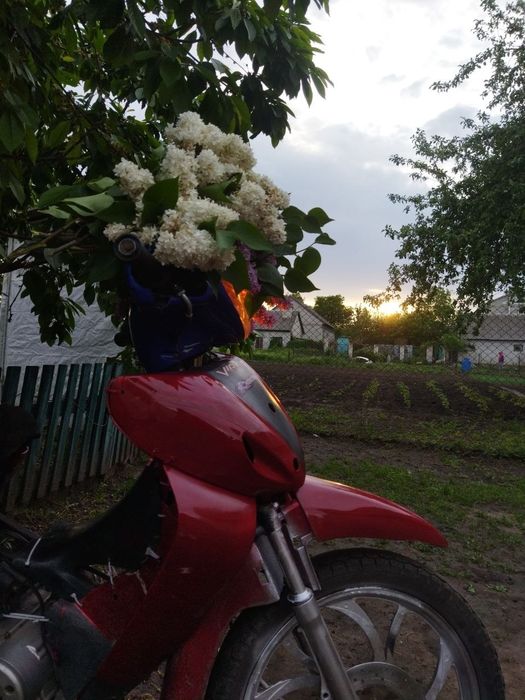 Вайпер актив 110
