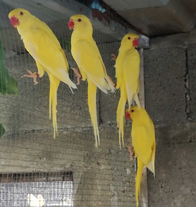 Disponíveis para cedência Rin necks 2026