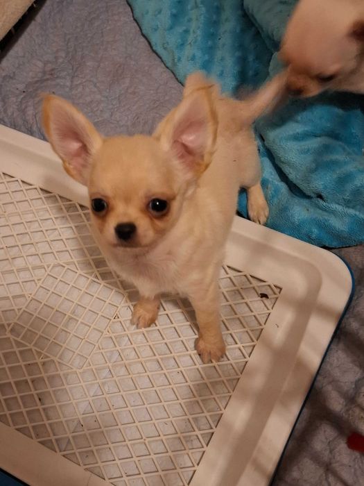 Chihuahua mini szczenieta
