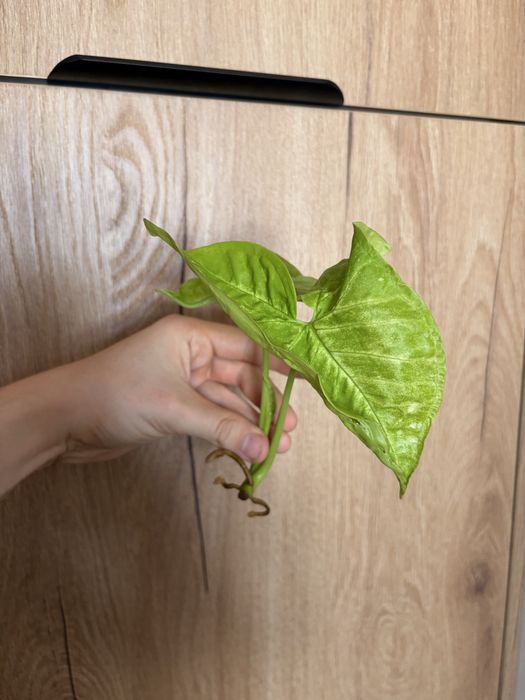 Syngonium Mango Allusion