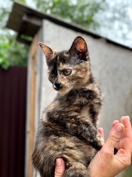 Віддамо кошенят в люблячу родину