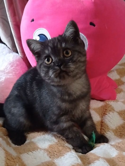 Британські  котики киці страйт