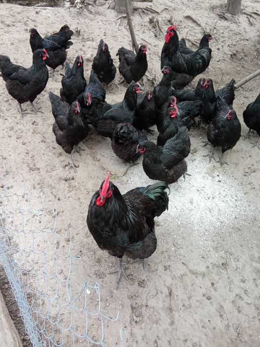 Кури породи джерсійський гігант.