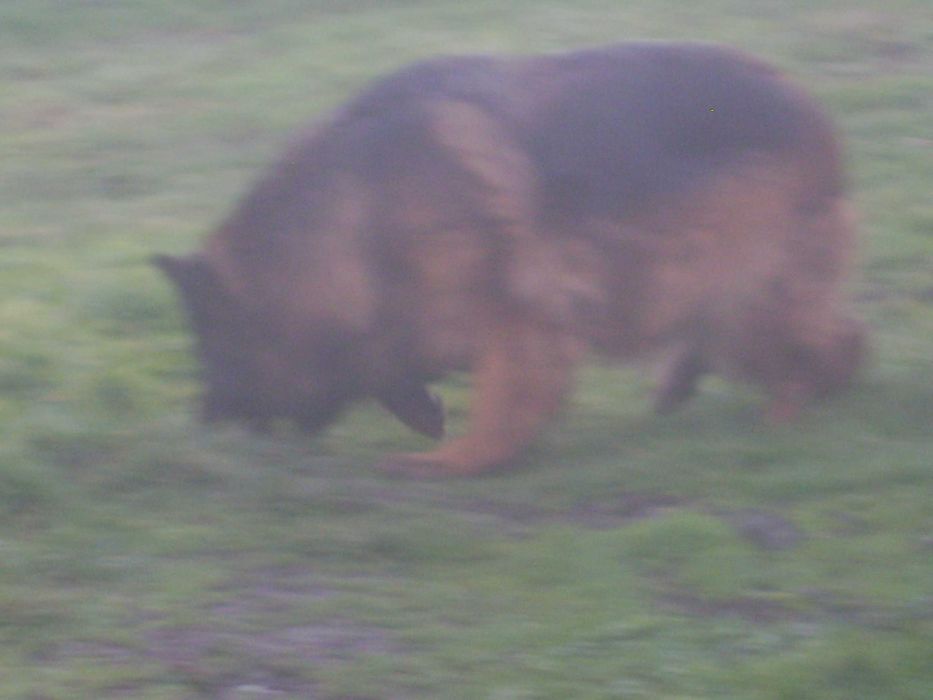 Owczarek Niemiecki Długowłosy-Suczka.