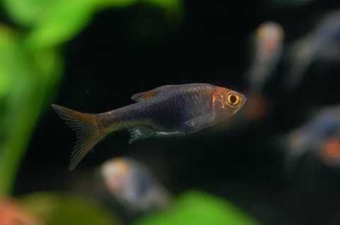Razbora mszysta blue