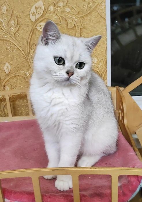 Мальчик серебристый шиншилла