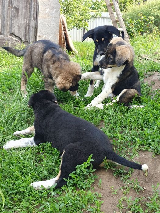 Подросшие щенки, ищут свой новый дом.