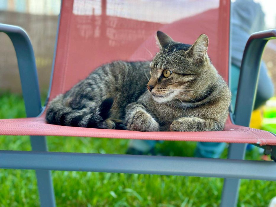 PILNE - szukamy DT lub DS dla Tobiego