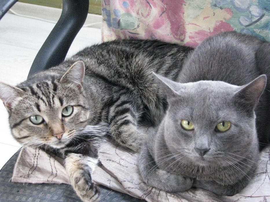 Загубився кіт, окрас сірий, димчастий Київ, вул. Вірменська