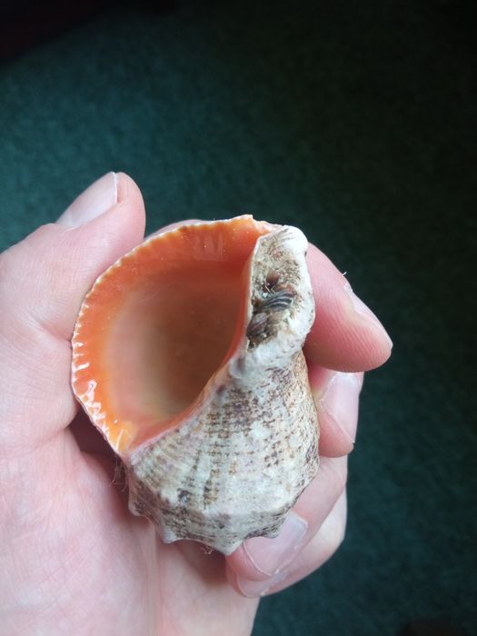 Ракушка морская целая