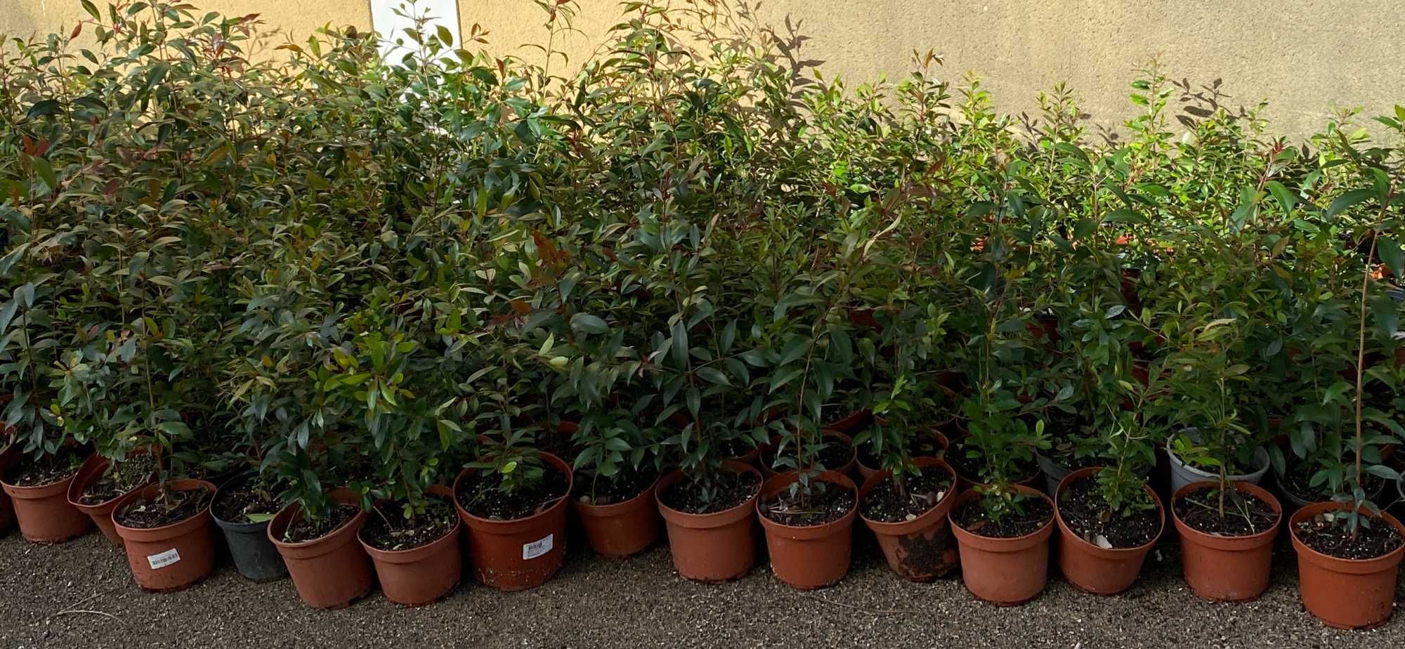 Eugenia Myrtifolia Newport São João Das Lampas E Terrugem • OLX Portugal