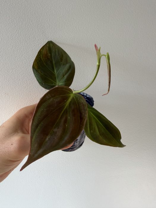 Philodendron Micans