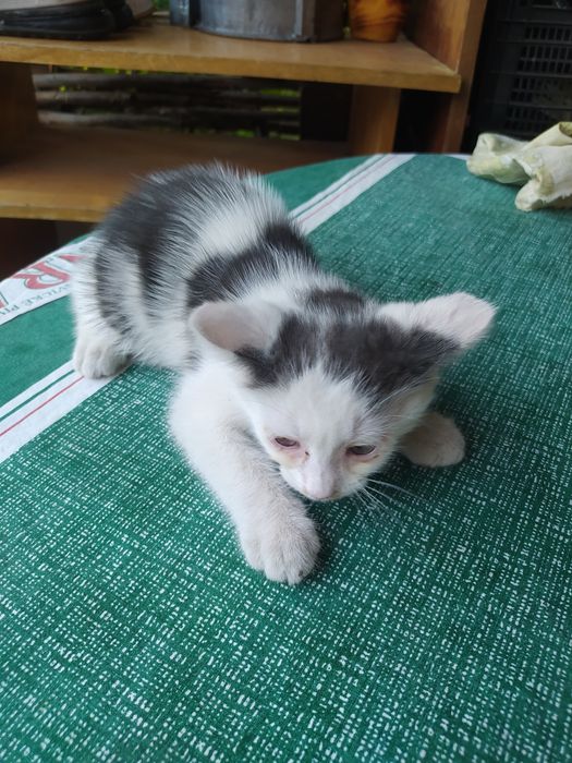 Віддам кошенят в добрі руки !
