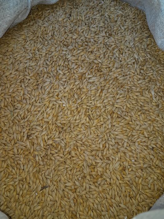 ЯЧМІНЬ врожай 2025року