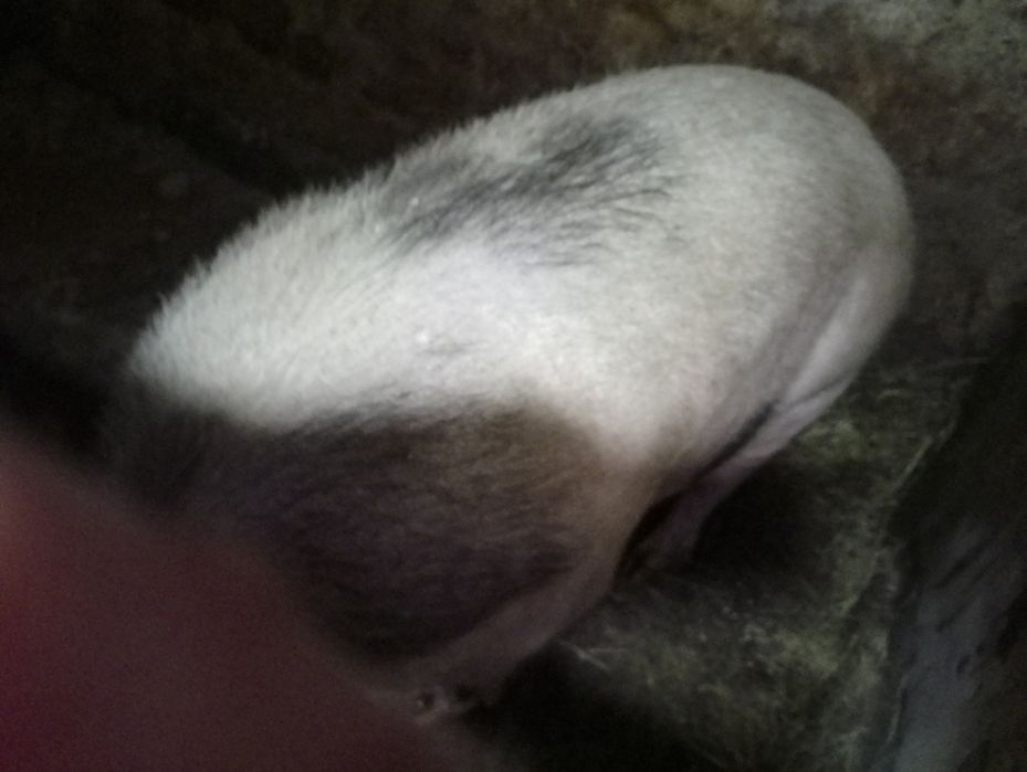 Свині живою вагою.