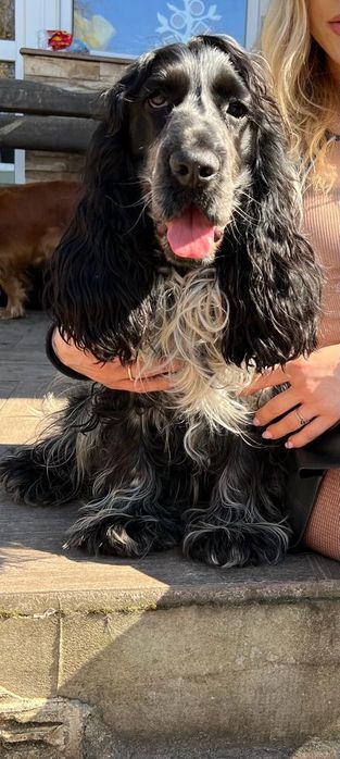 Cocker spaniel angielski