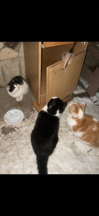 Коти мріють про домівку