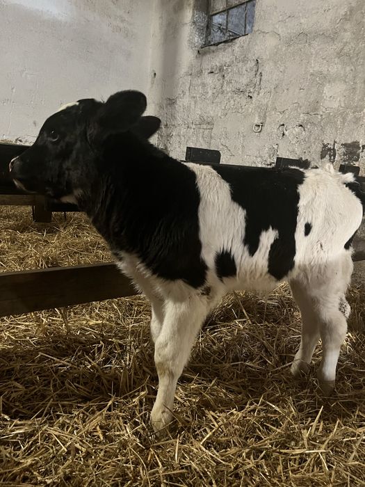 Sprzedam cielaki byczki