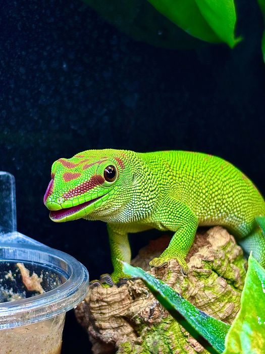 Gekon dzienny madagaskarski