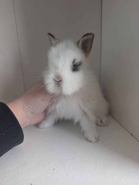 Królik Teddy, miniaturka