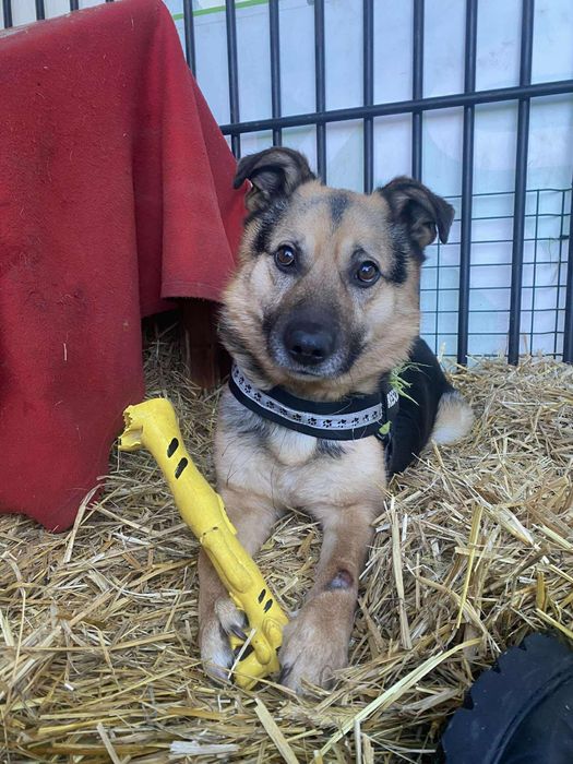 pies do adopcji za darmo