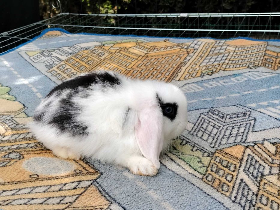Króliki baranki mini